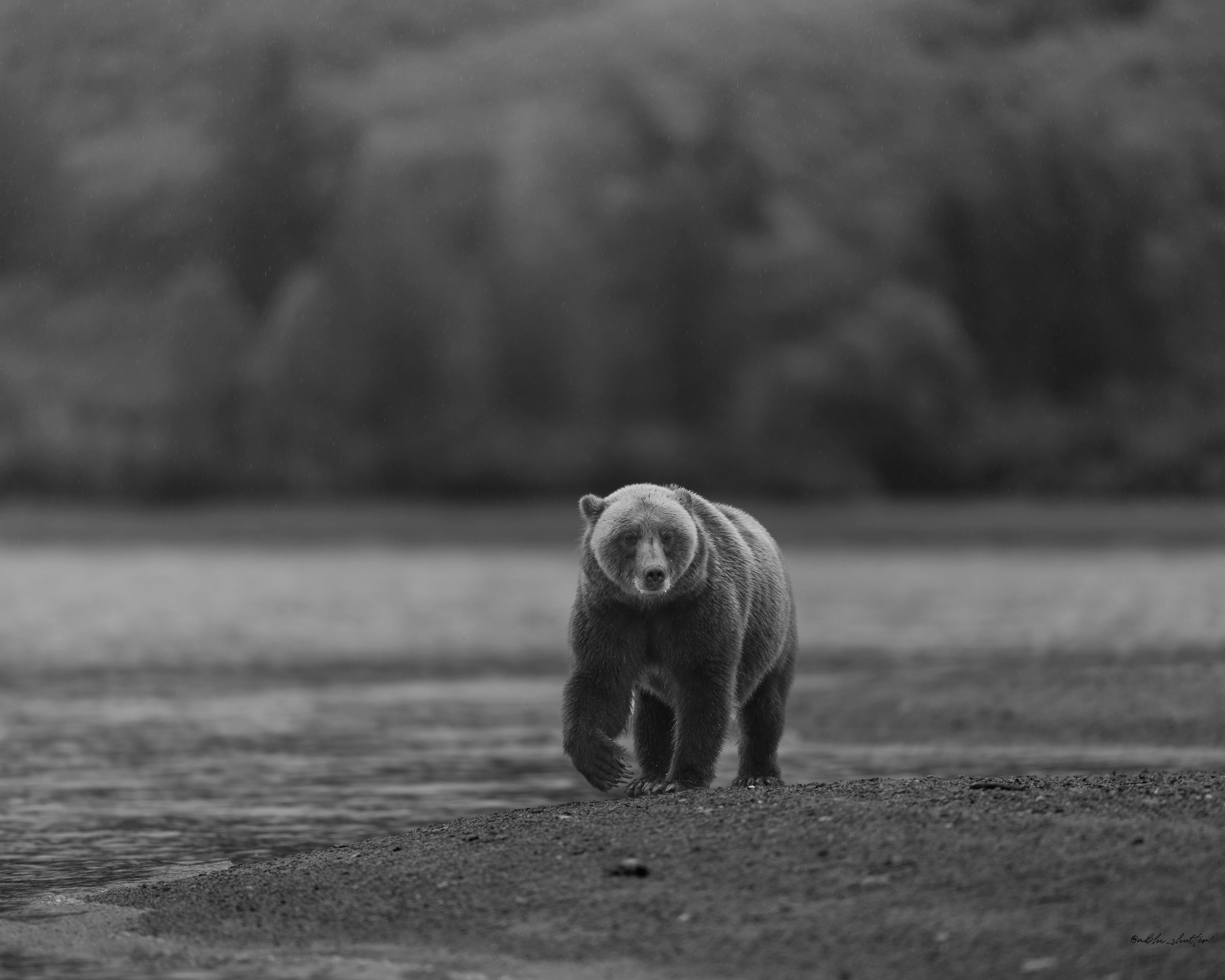 Wildlife photography